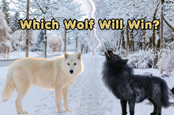 Which Wolf  Will Win?